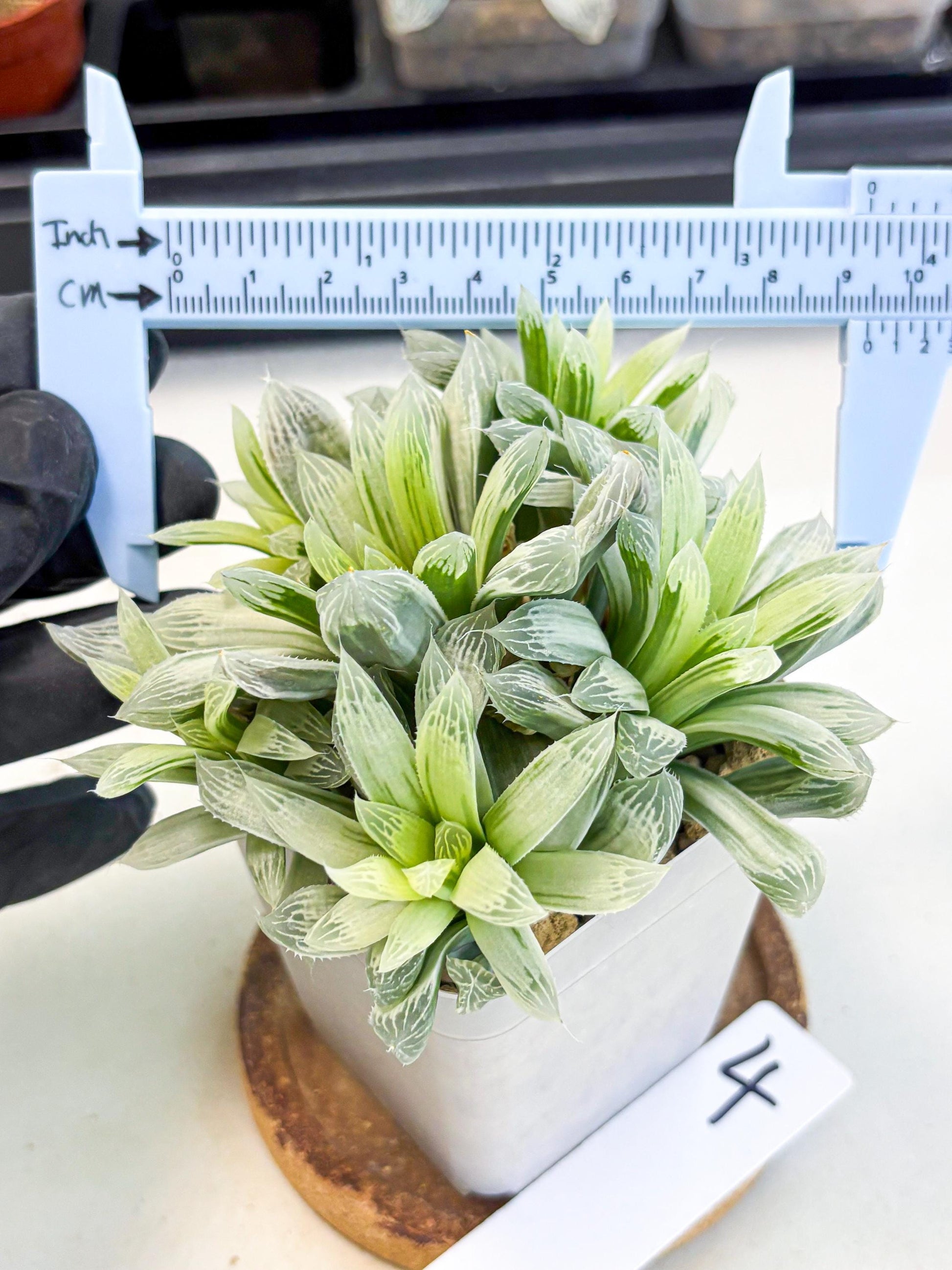 Haworthia Cooperi Silver Swirl (wa4) (y4) | Easy Care Succulent