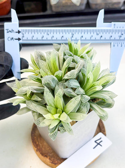 Haworthia Cooperi Silver Swirl (wa4) (y4) | Easy Care Succulent