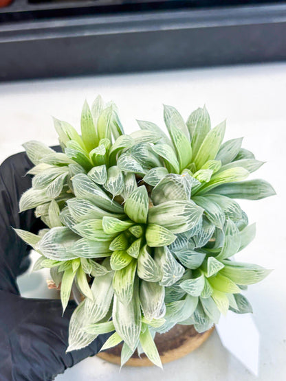 Haworthia Cooperi Silver Swirl (wa4) (y4) | Easy Care Succulent