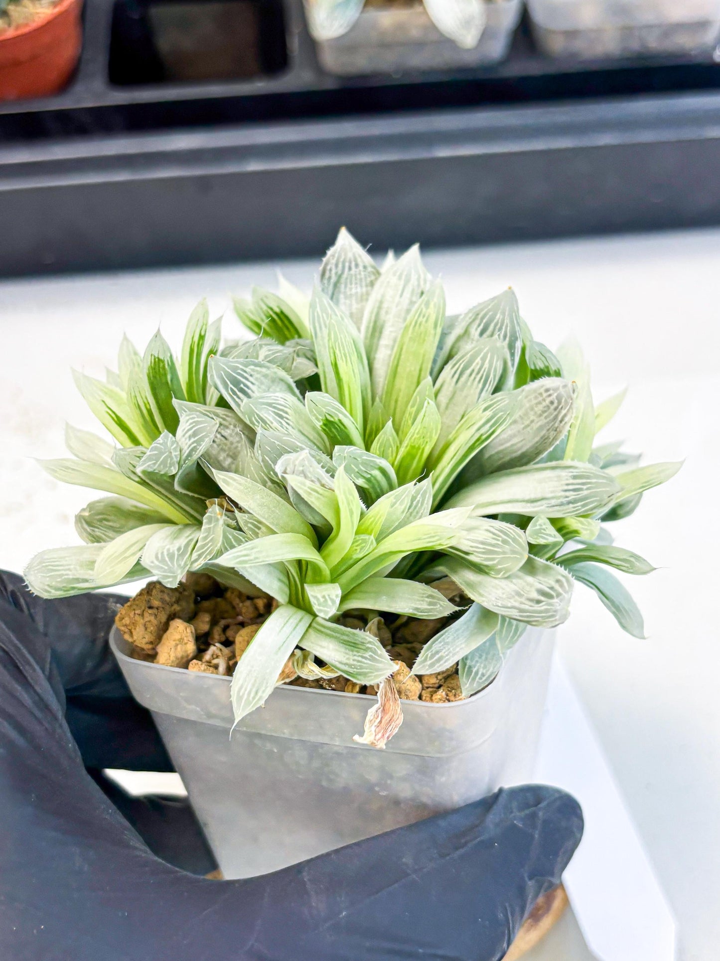 Haworthia Cooperi Silver Swirl (wa4) (y4) | Easy Care Succulent