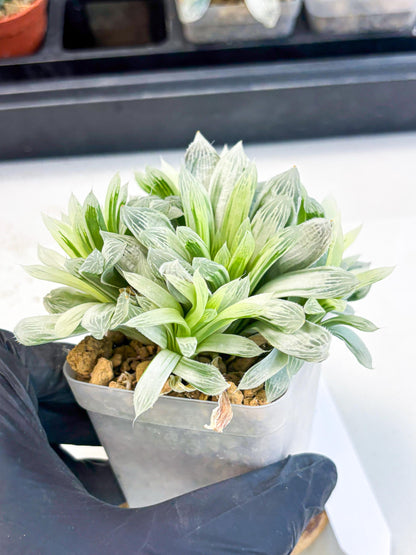 Haworthia Cooperi Silver Swirl (wa4) (y4) | Easy Care Succulent