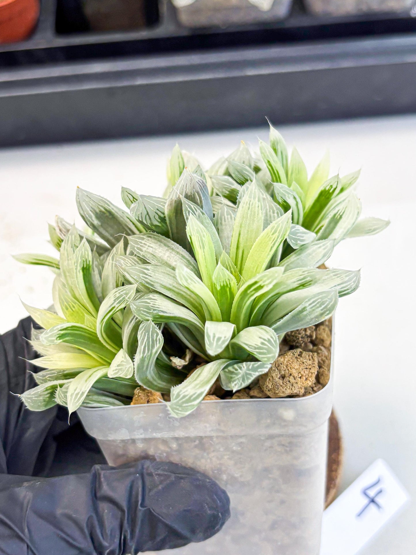 Haworthia Cooperi Silver Swirl (wa4) (y4) | Easy Care Succulent