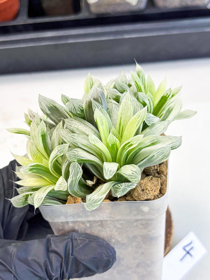 Haworthia Cooperi Silver Swirl (wa4) (y4) | Easy Care Succulent