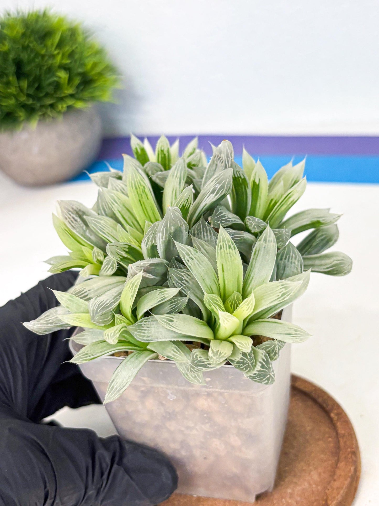 Haworthia Cooperi Silver Swirl (wa4) (y4) | Easy Care Succulent