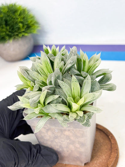 Haworthia Cooperi Silver Swirl (wa4) (y4) | Easy Care Succulent