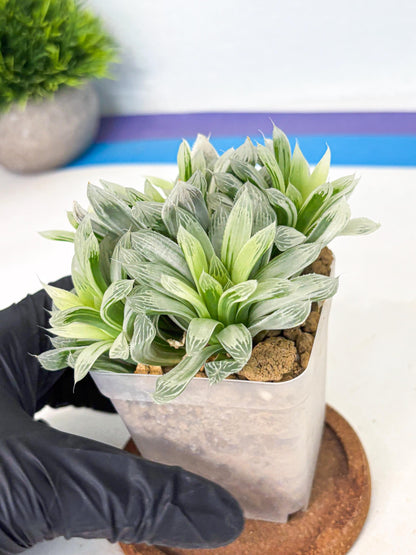 Haworthia Cooperi Silver Swirl (wa4) (y4) | Easy Care Succulent