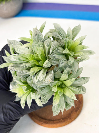 Haworthia Cooperi Silver Swirl (wa4) (y4) | Easy Care Succulent