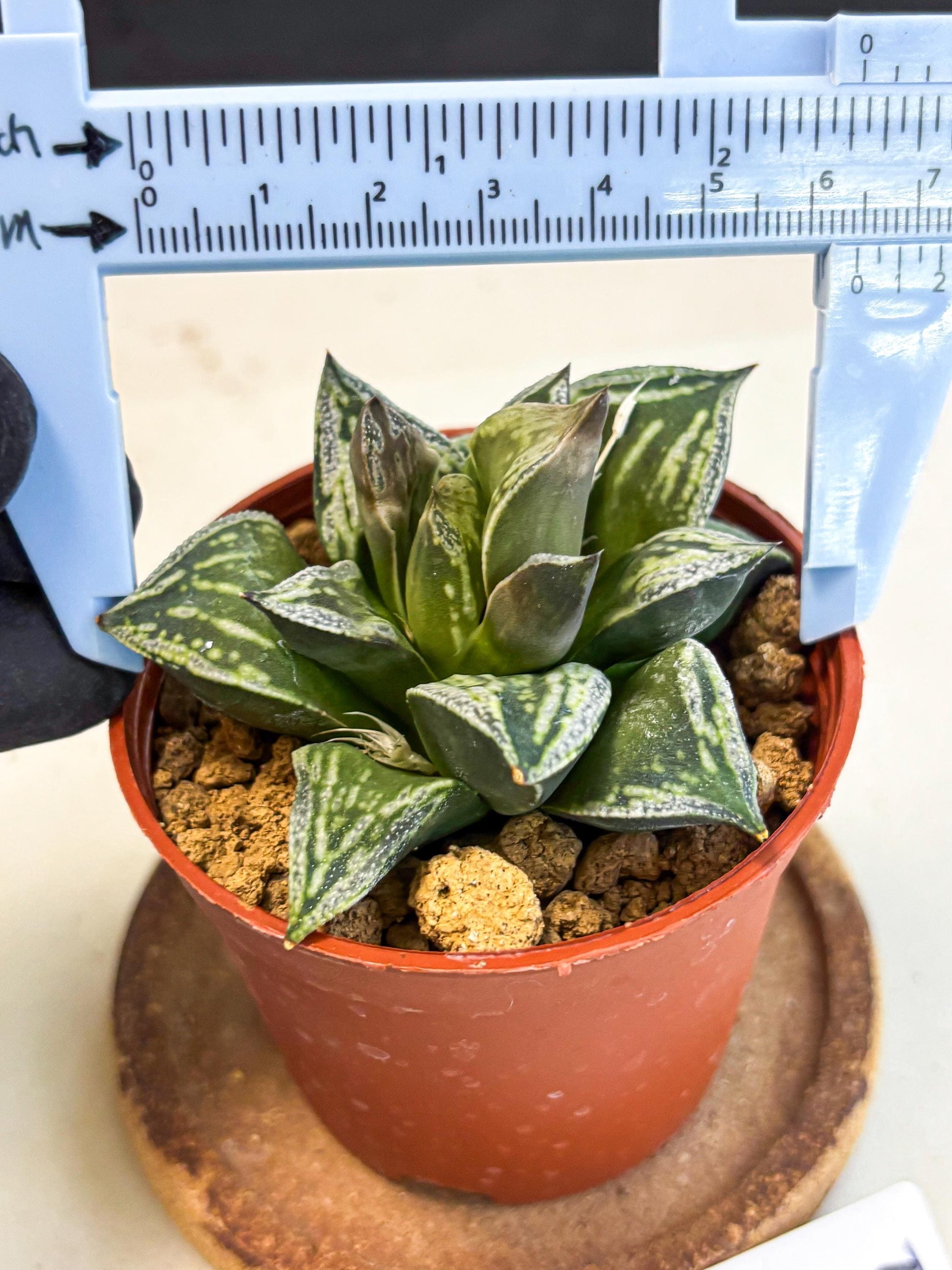 Haworthia Dojakudai Cobbledon (wa4) (y5) | Easy Care Succulent
