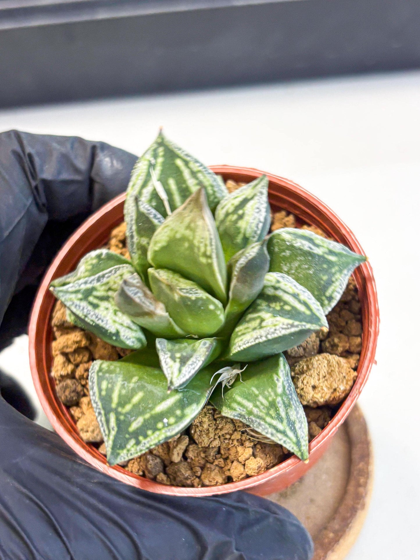 Haworthia Dojakudai Cobbledon (wa4) (y5) | Easy Care Succulent