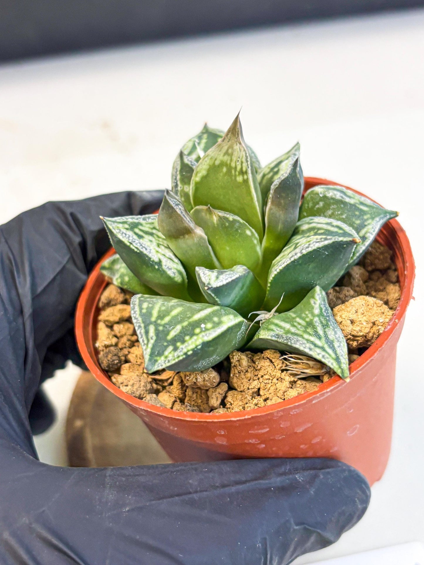 Haworthia Dojakudai Cobbledon (wa4) (y5) | Easy Care Succulent