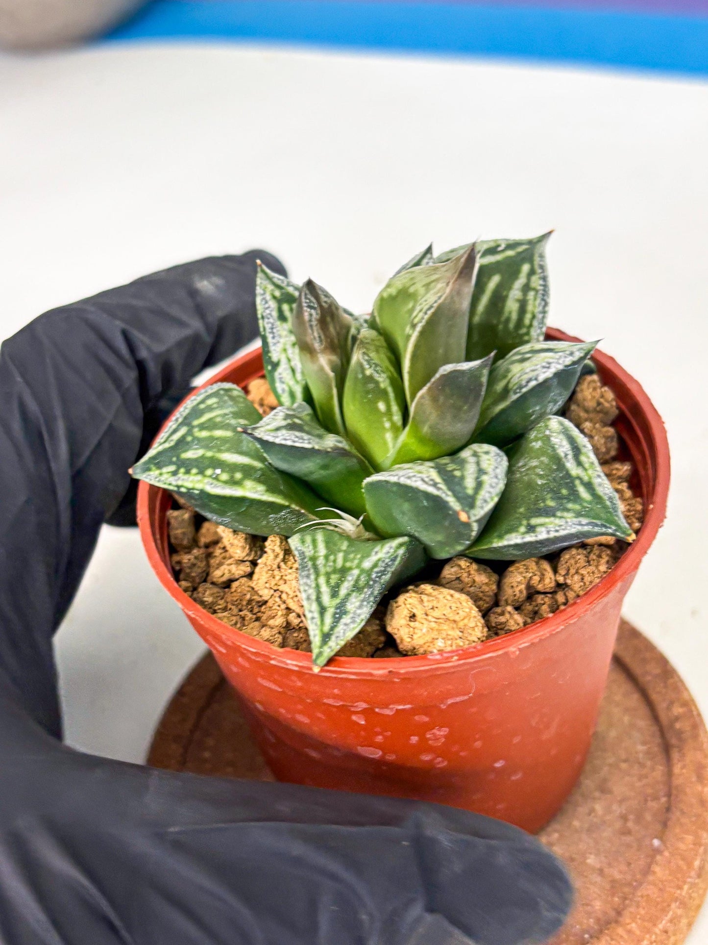 Haworthia Dojakudai Cobbledon (wa4) (y5) | Easy Care Succulent