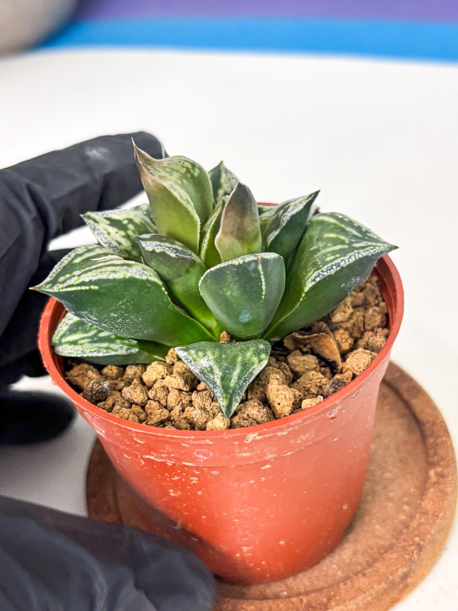 Haworthia Dojakudai Cobbledon (wa4) (y5) | Easy Care Succulent