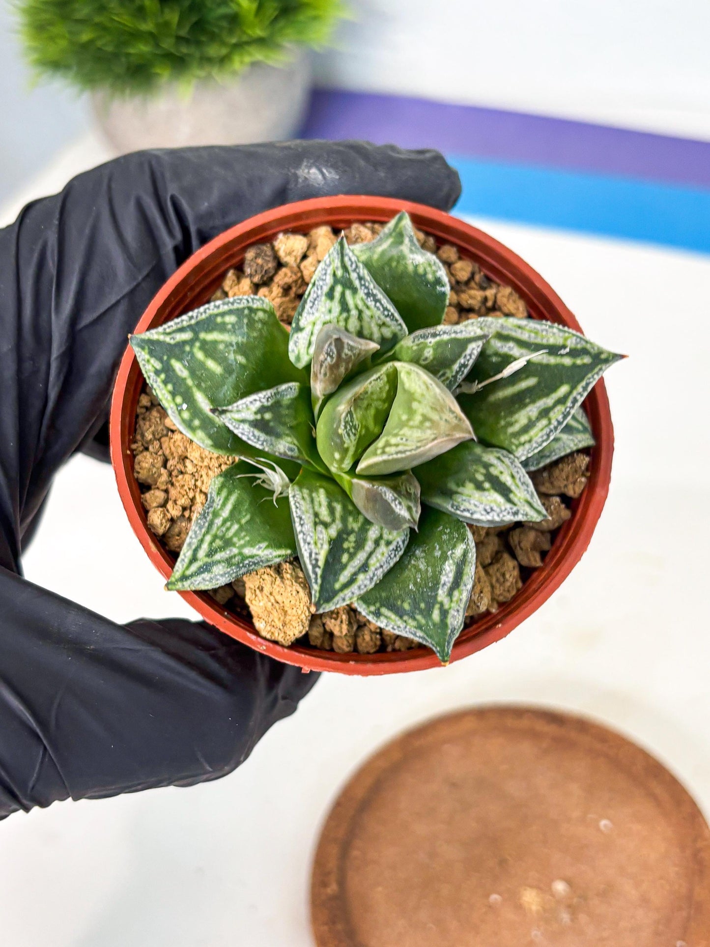 Haworthia Dojakudai Cobbledon (wa4) (y5) | Easy Care Succulent