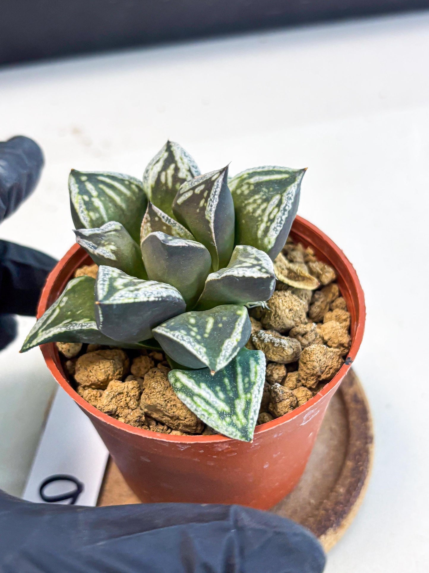 Haworthia Dojakudai Cobbledon (wa4) (y6) | Easy Care Succulent