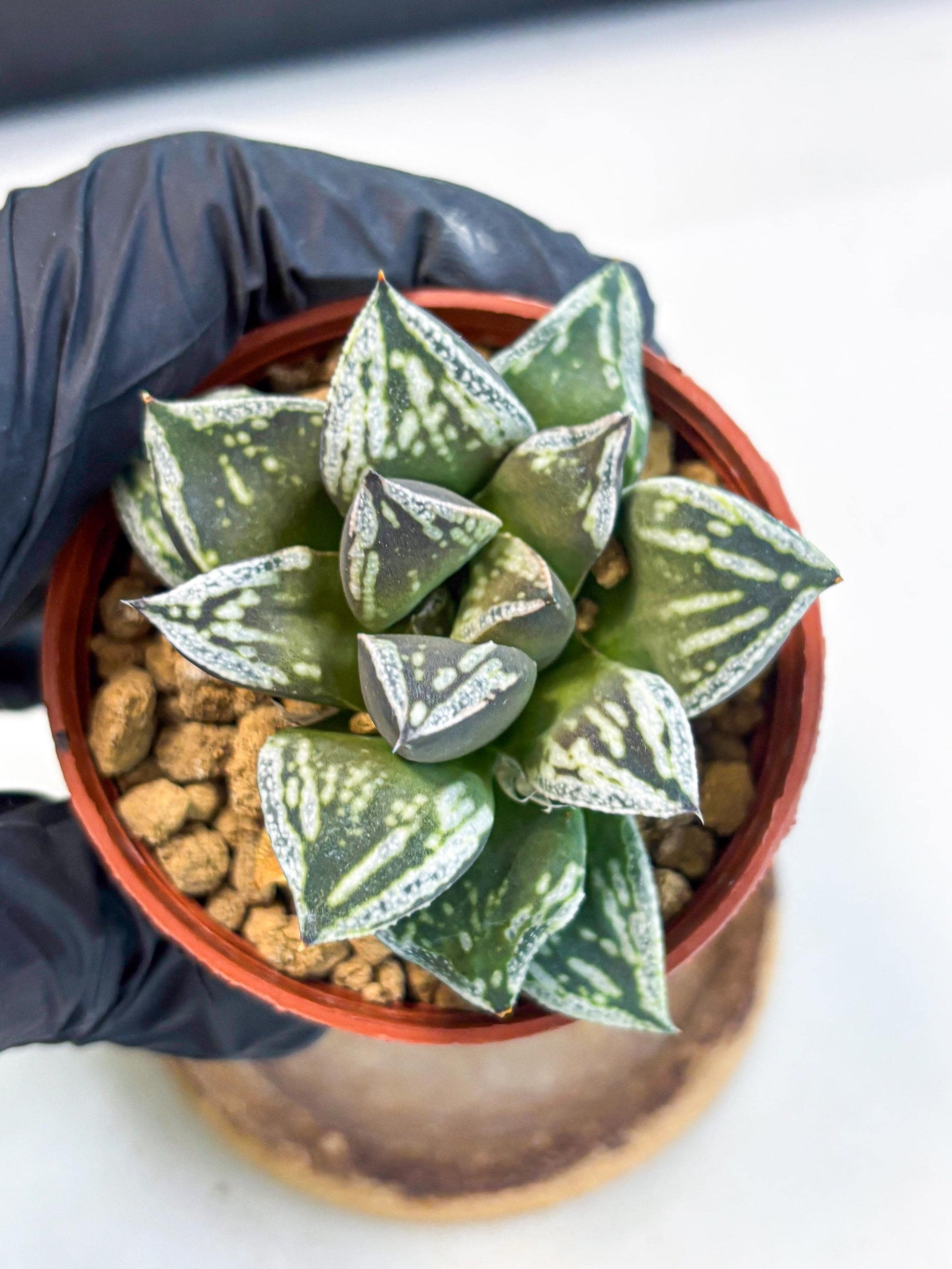 Haworthia Dojakudai Cobbledon (wa4) (y6) | Easy Care Succulent