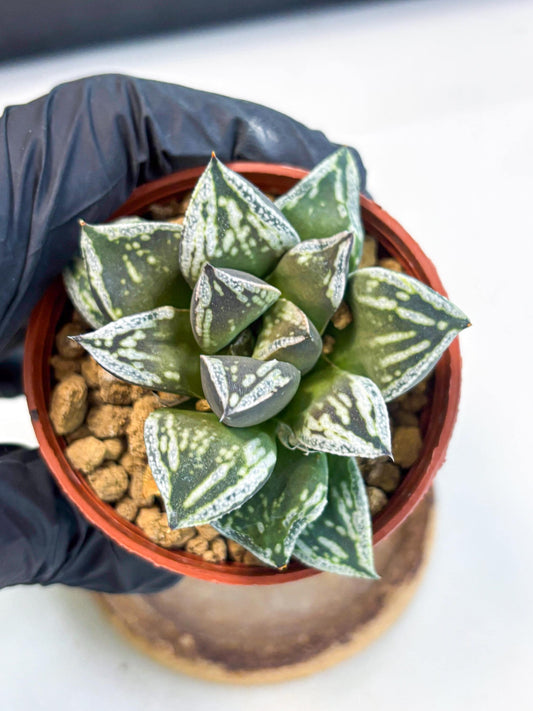 Haworthia Dojakudai Cobbledon (wa4) (y6) | Easy Care Succulent