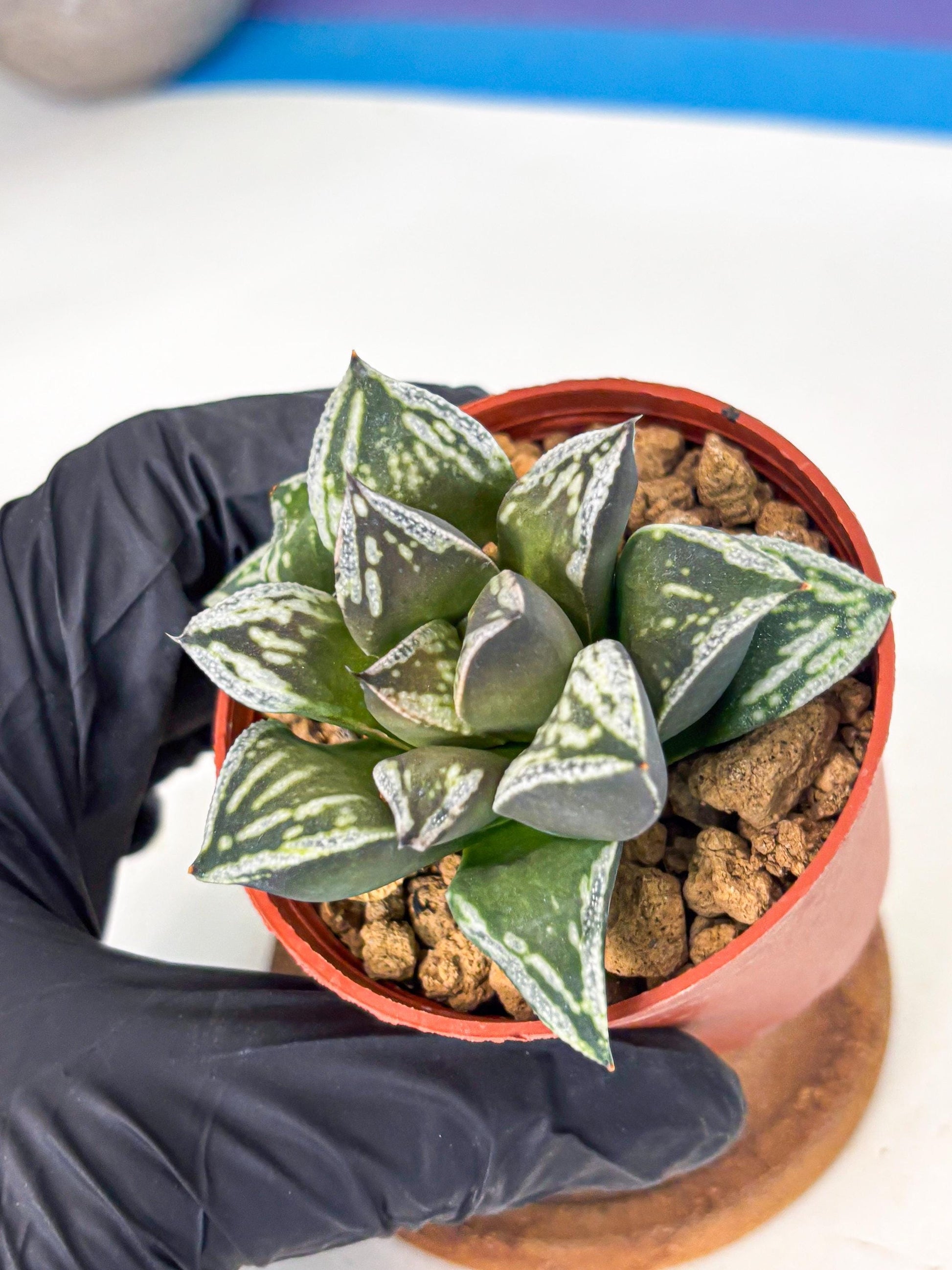 Haworthia Dojakudai Cobbledon (wa4) (y6) | Easy Care Succulent