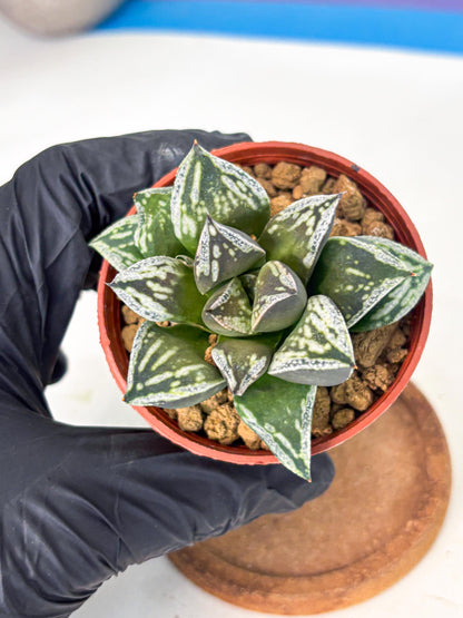Haworthia Dojakudai Cobbledon (wa4) (y6) | Easy Care Succulent