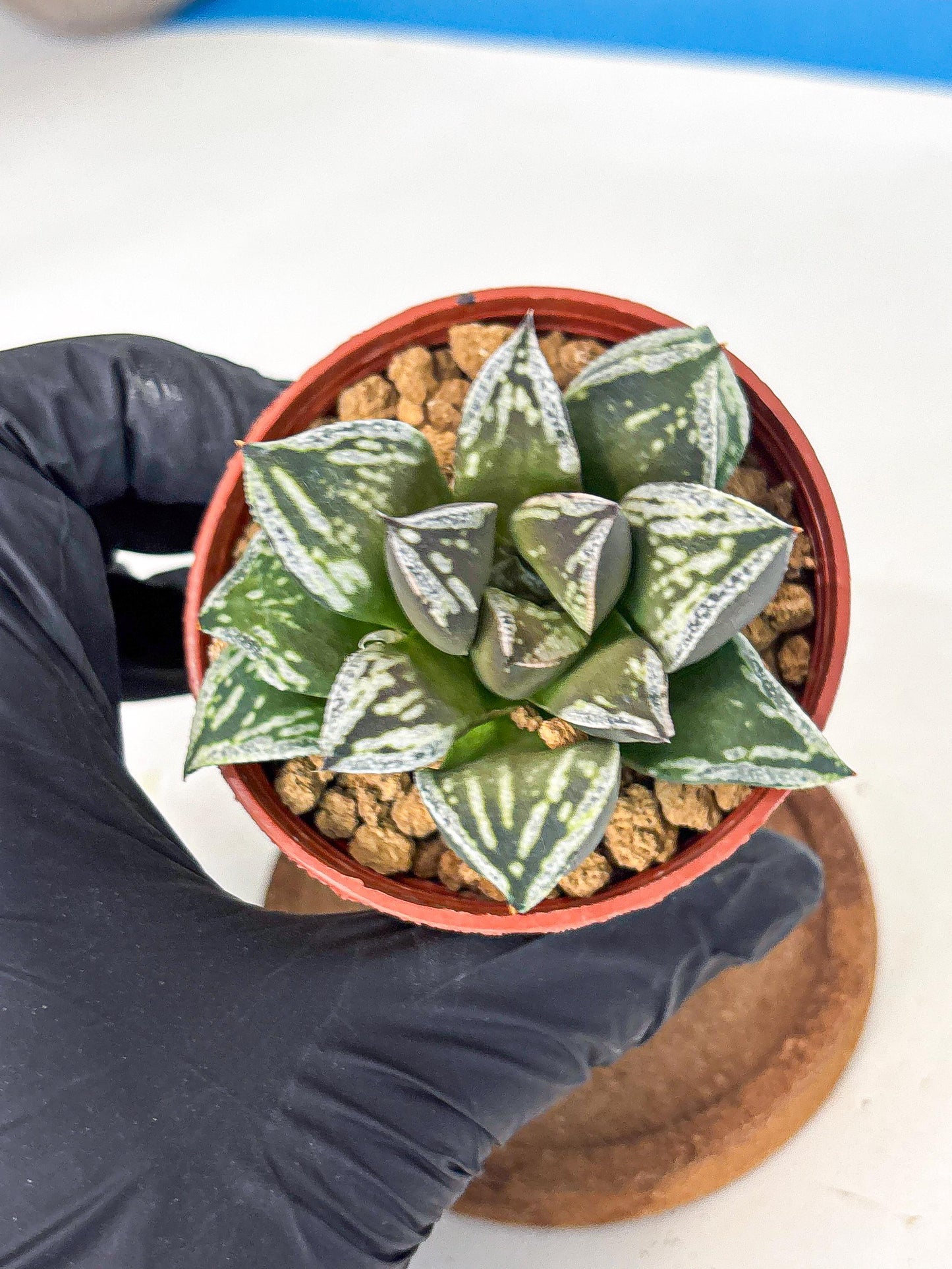Haworthia Dojakudai Cobbledon (wa4) (y6) | Easy Care Succulent