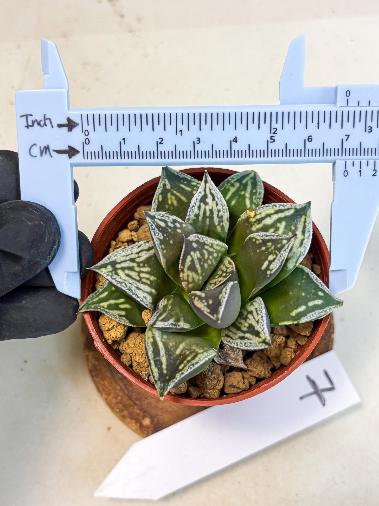 Haworthia Dojakudai Cobbledon (wa4) (y7) | Easy Care Succulent
