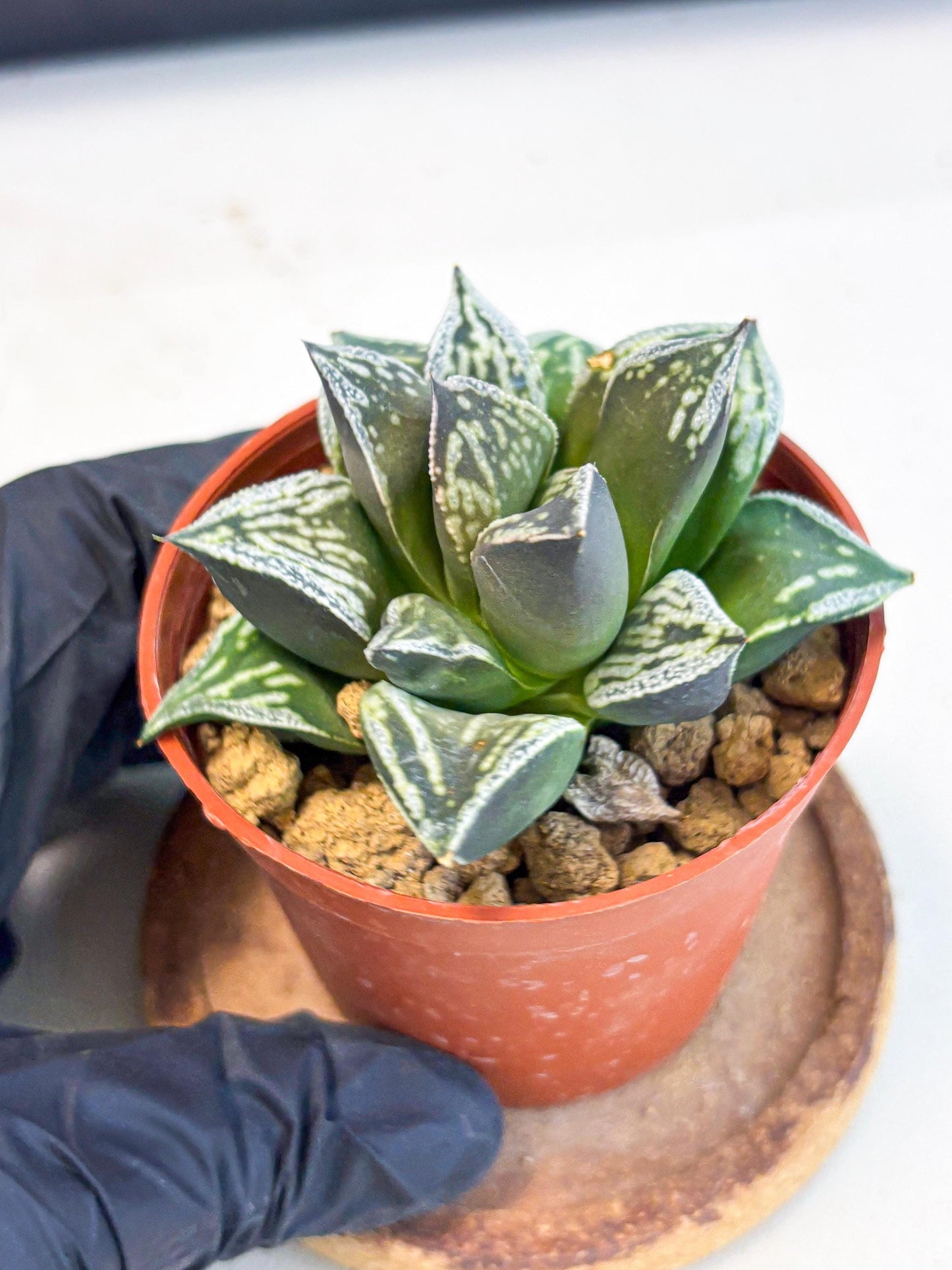 Haworthia Dojakudai Cobbledon (wa4) (y7) | Easy Care Succulent