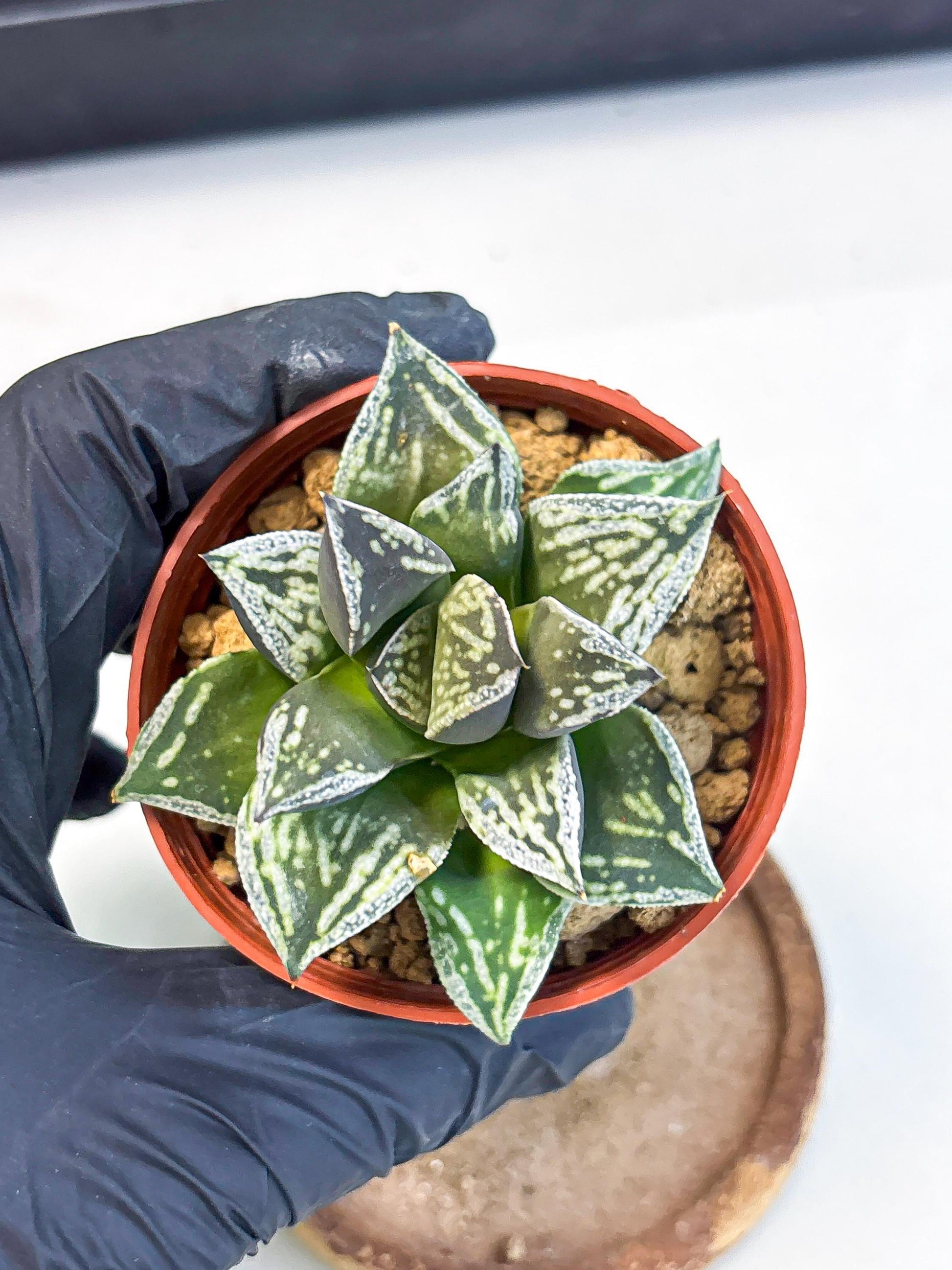 Haworthia Dojakudai Cobbledon (wa4) (y7) | Easy Care Succulent