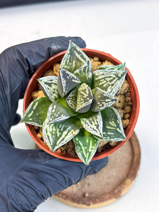 Haworthia Dojakudai Cobbledon (wa4) (y7) | Easy Care Succulent