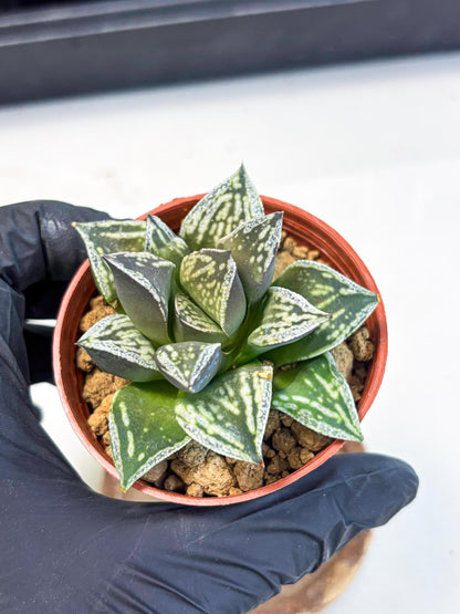 Haworthia Dojakudai Cobbledon (wa4) (y7) | Easy Care Succulent