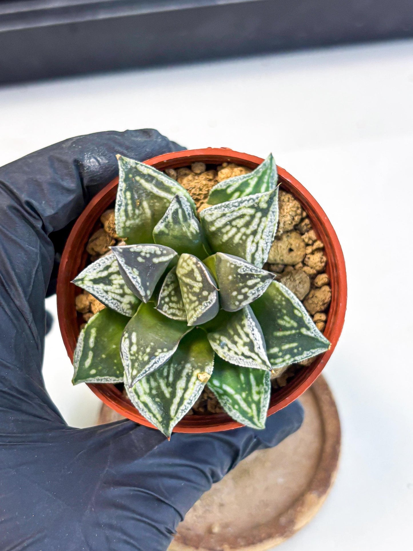 Haworthia Dojakudai Cobbledon (wa4) (y7) | Easy Care Succulent