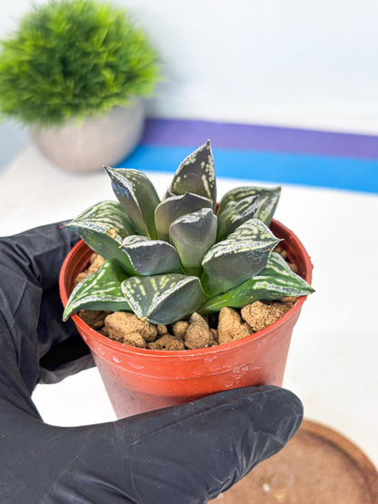 Haworthia Dojakudai Cobbledon (wa4) (y7) | Easy Care Succulent