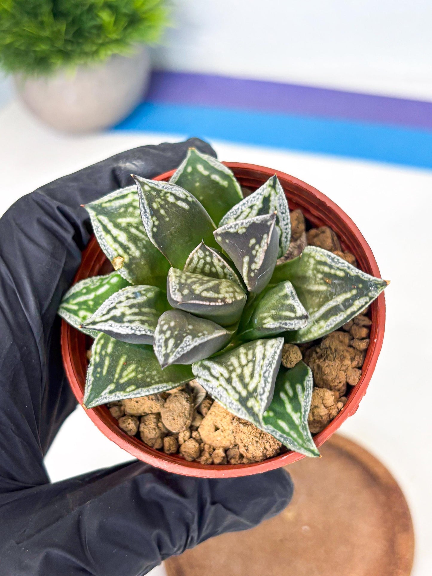 Haworthia Dojakudai Cobbledon (wa4) (y7) | Easy Care Succulent