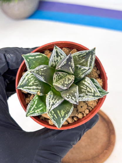 Haworthia Dojakudai Cobbledon (wa4) (y7) | Easy Care Succulent