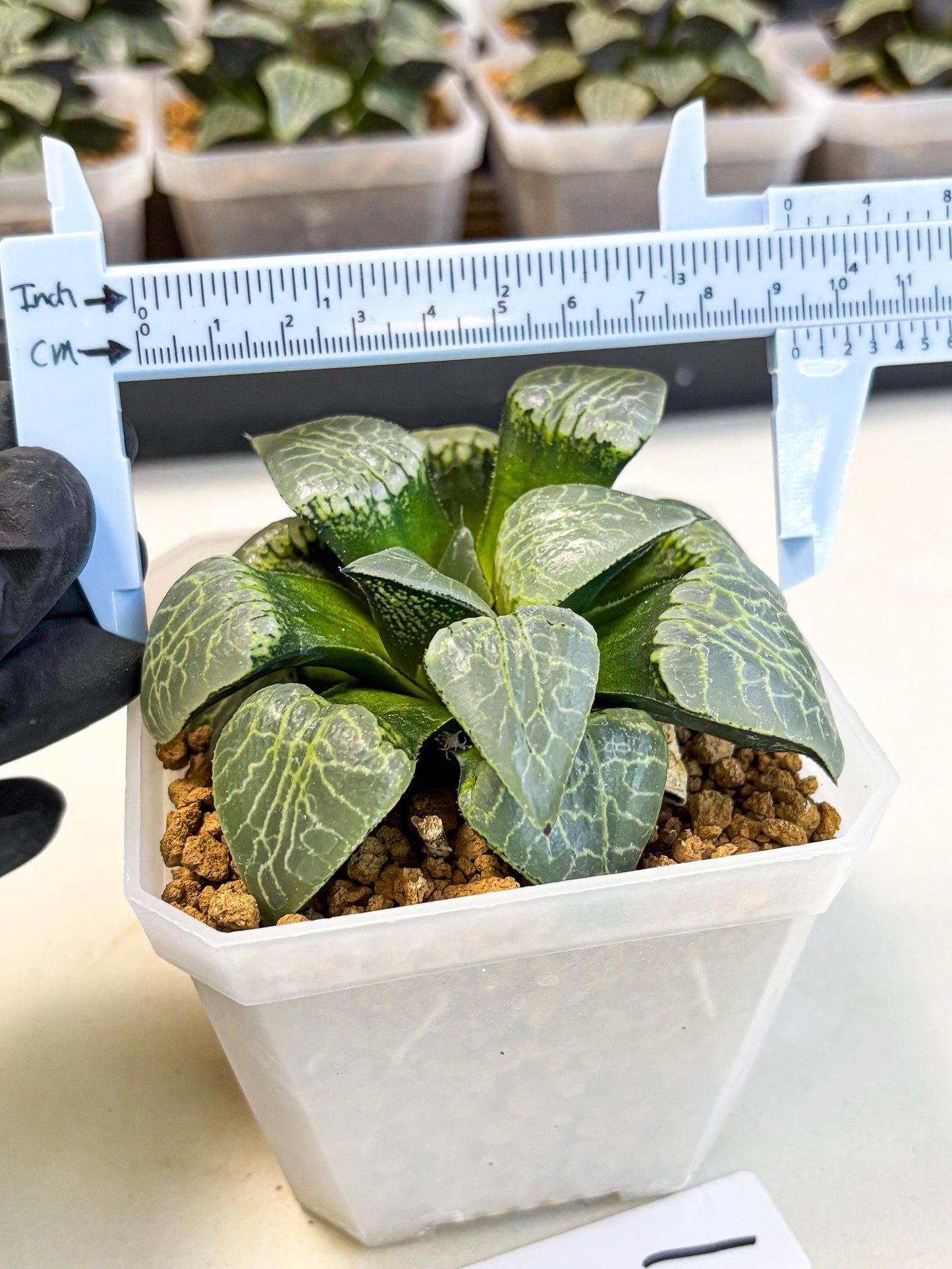 MATURE Haworthia Sjuijig (wa) (1) | Taiwan Import