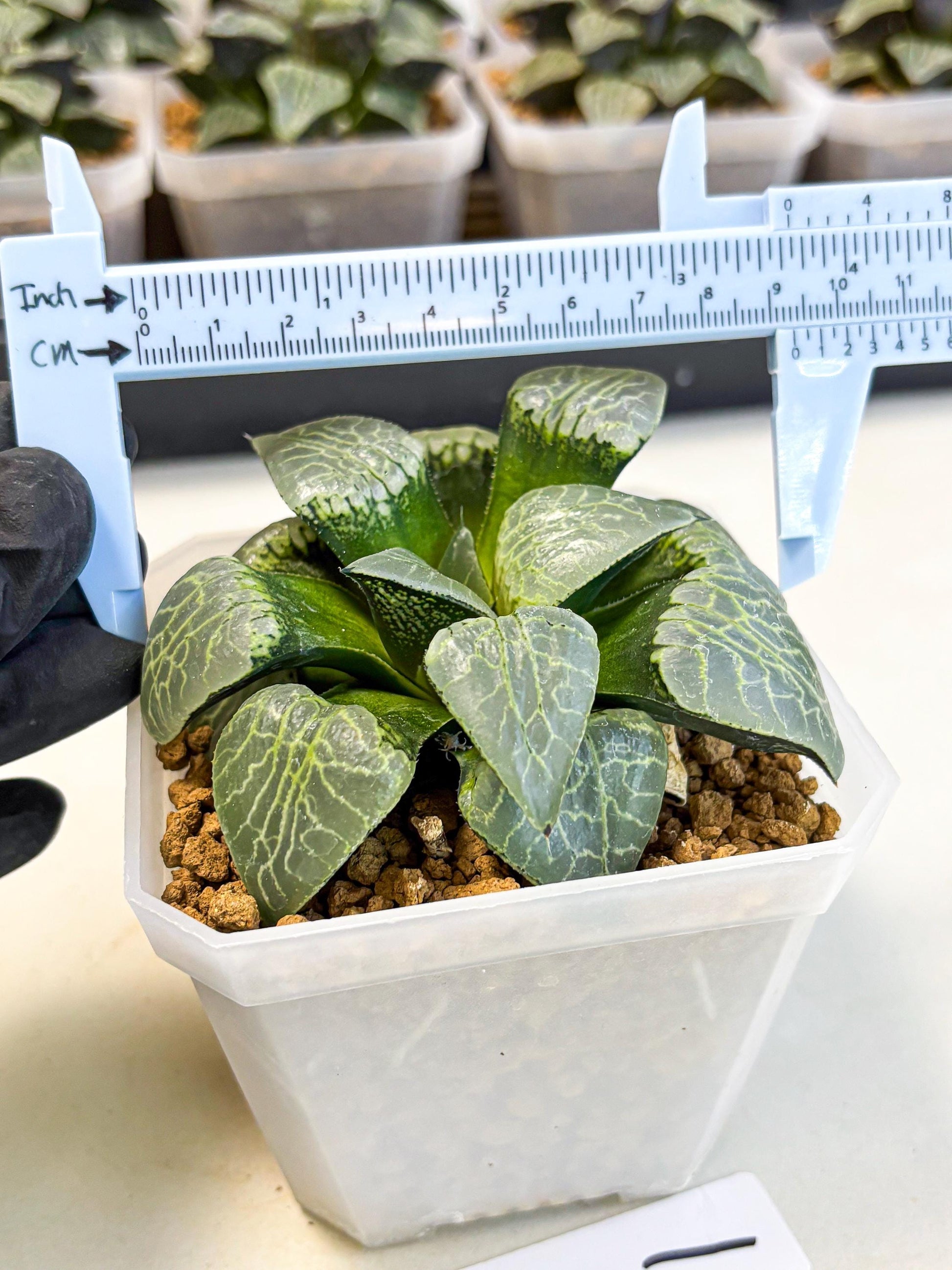 MATURE Haworthia Sjuijig (wa) (1) | Taiwan Import