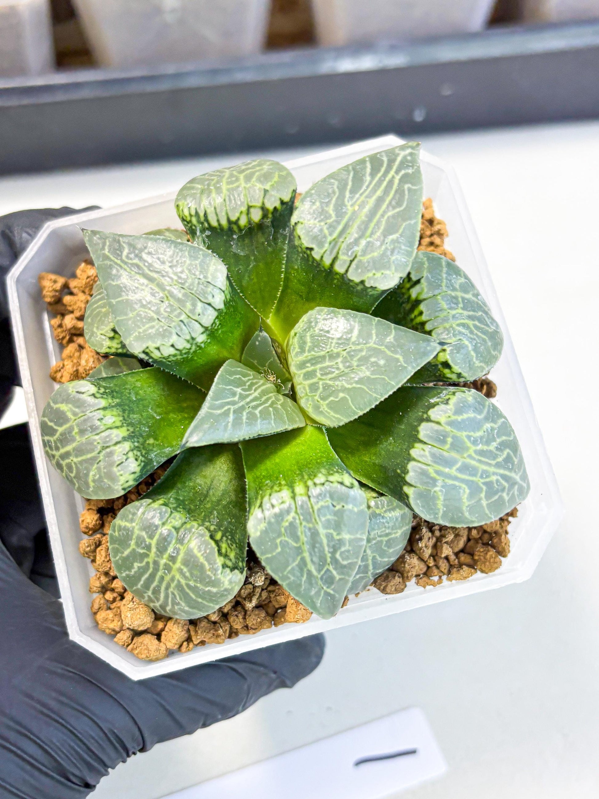 MATURE Haworthia Sjuijig (wa) (1) | Taiwan Import