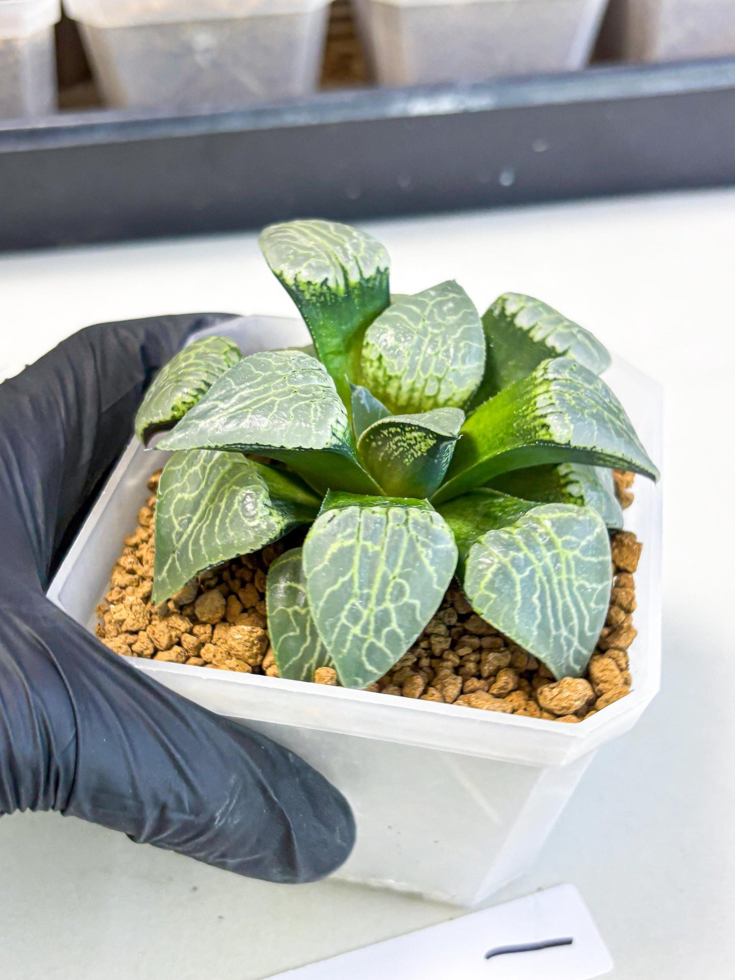 MATURE Haworthia Sjuijig (wa) (1) | Taiwan Import