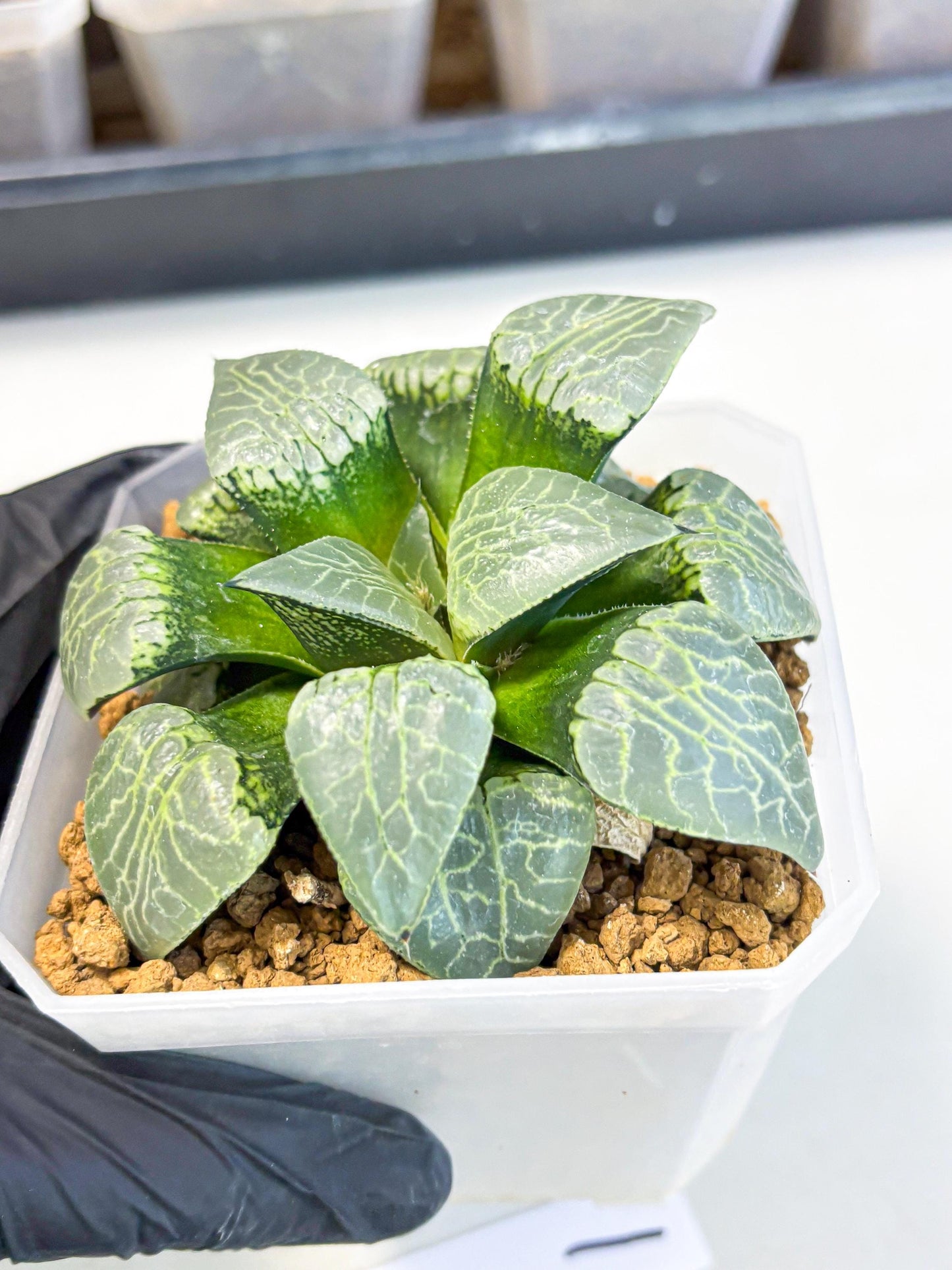 MATURE Haworthia Sjuijig (wa) (1) | Taiwan Import