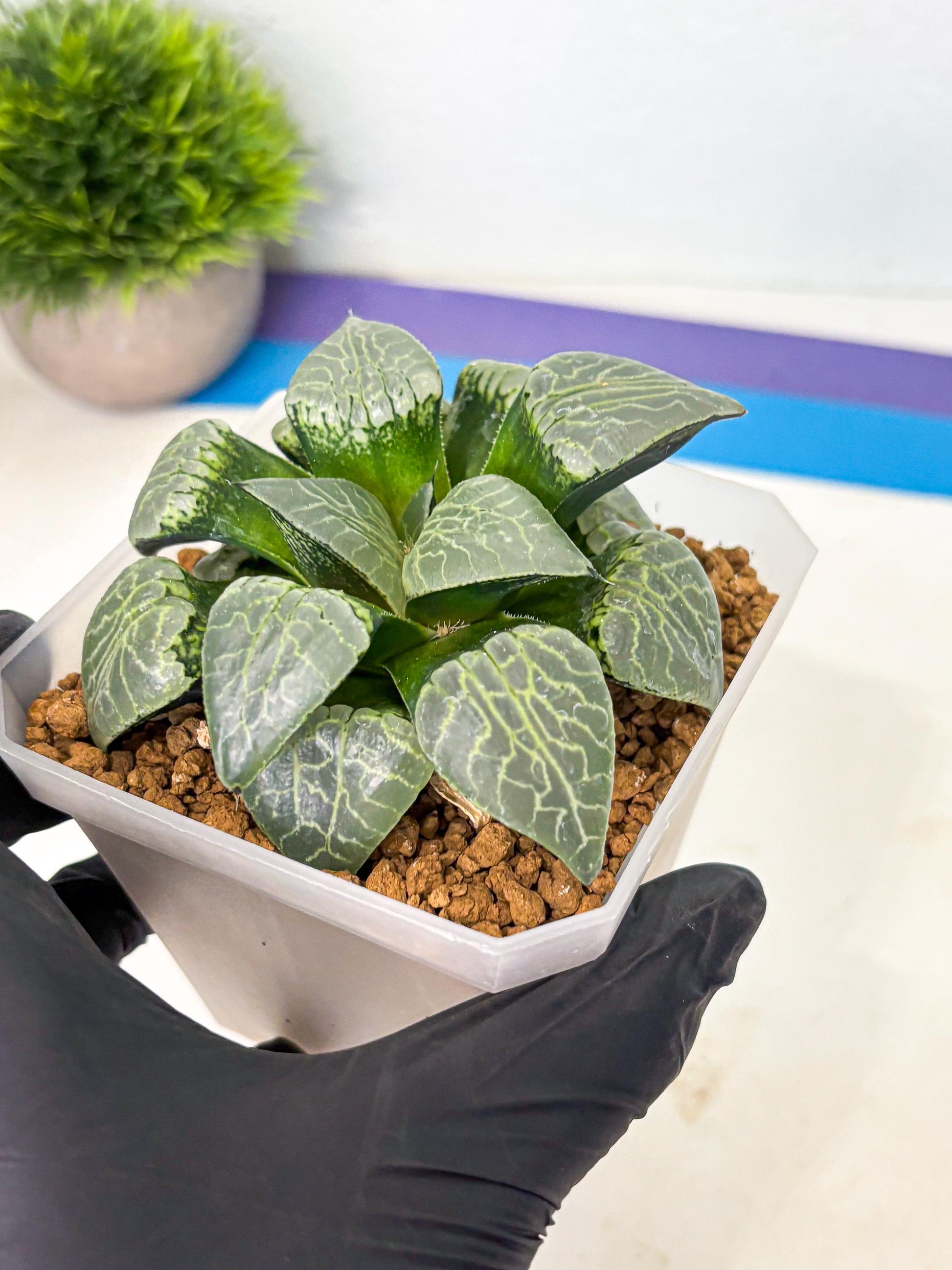MATURE Haworthia Sjuijig (wa) (1) | Taiwan Import