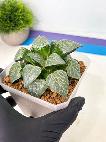 MATURE Haworthia Sjuijig (wa) (1) | Taiwan Import