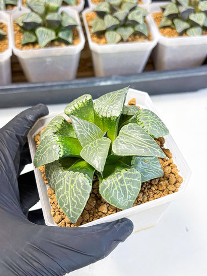 MATURE Haworthia Sjuijig (wa) (1) | Taiwan Import