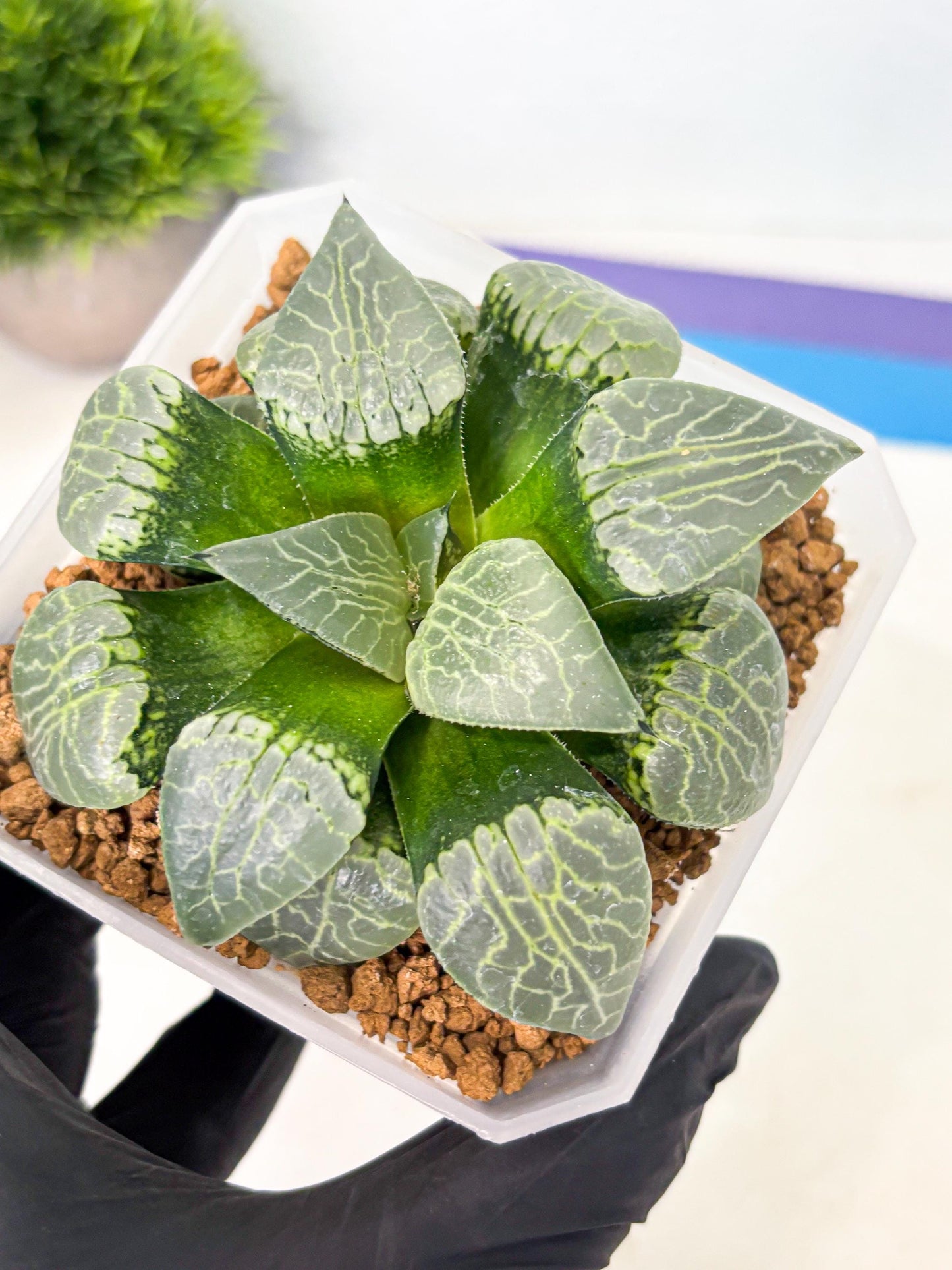 MATURE Haworthia Sjuijig (wa) (1) | Taiwan Import