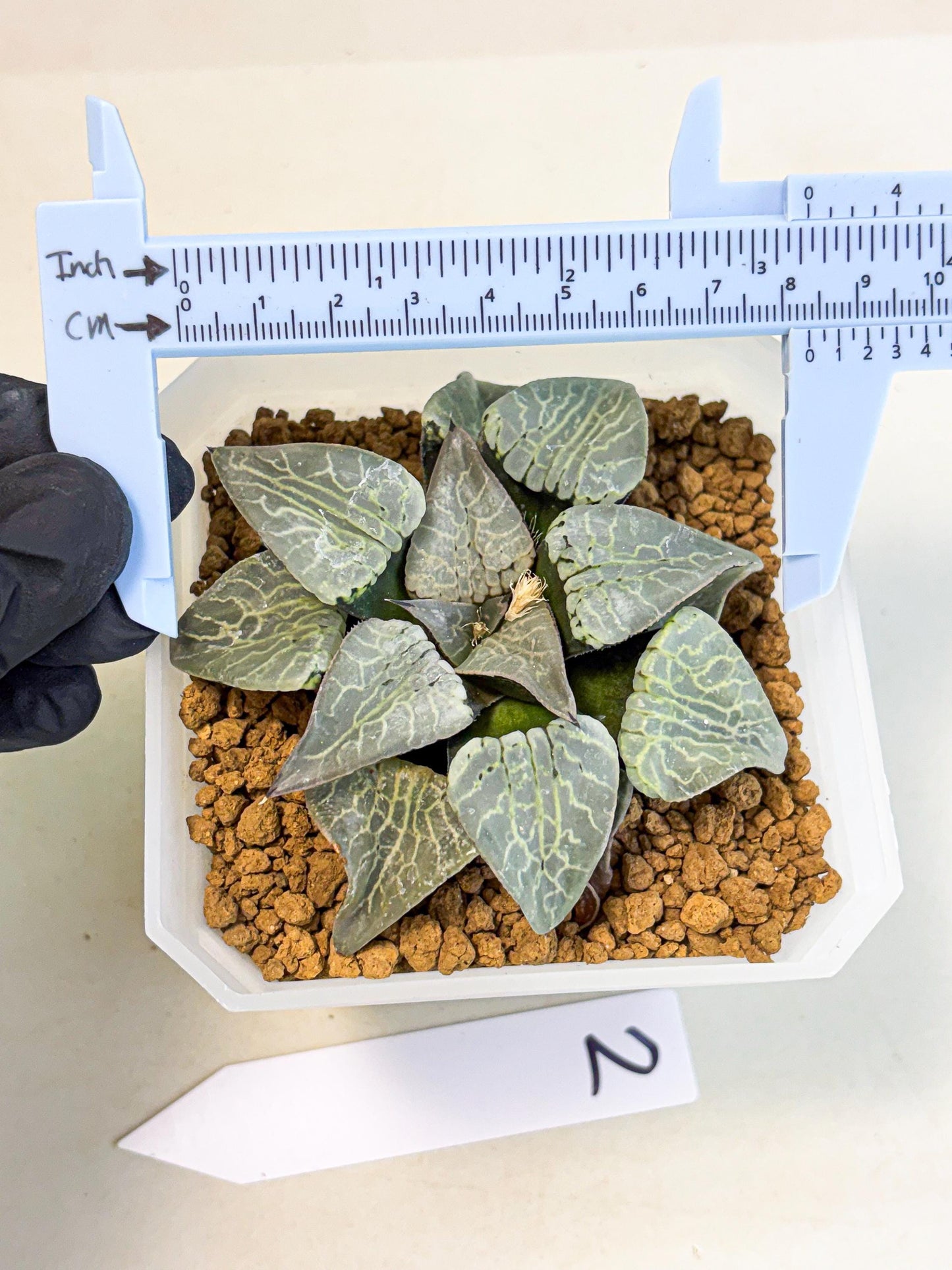 MATURE Haworthia Sjuijig (wa) (2) | Taiwan Import