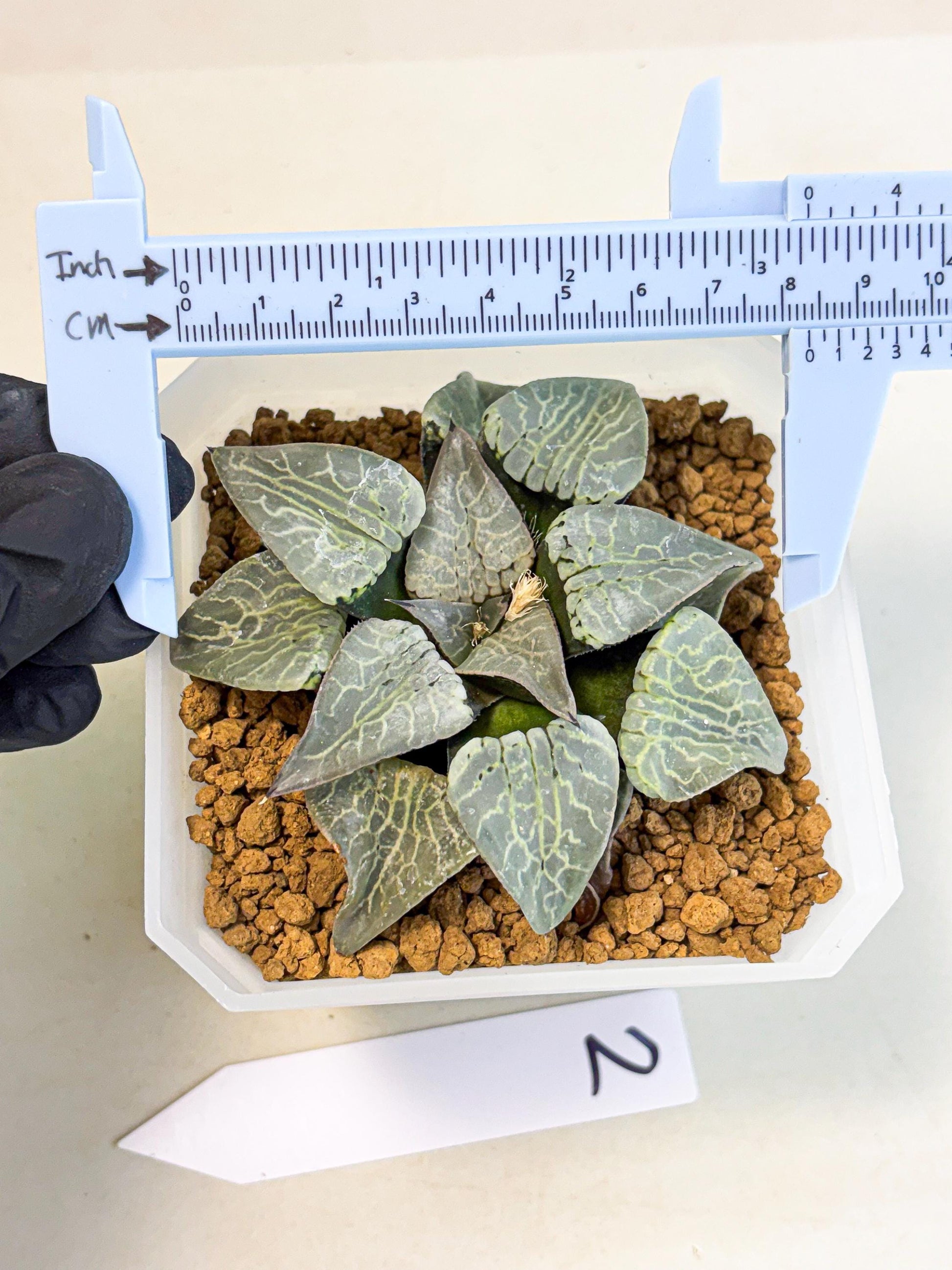 MATURE Haworthia Sjuijig (wa) (2) | Taiwan Import