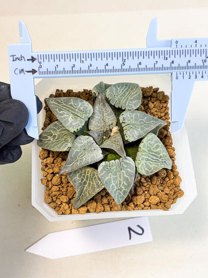 MATURE Haworthia Sjuijig (wa) (2) | Taiwan Import
