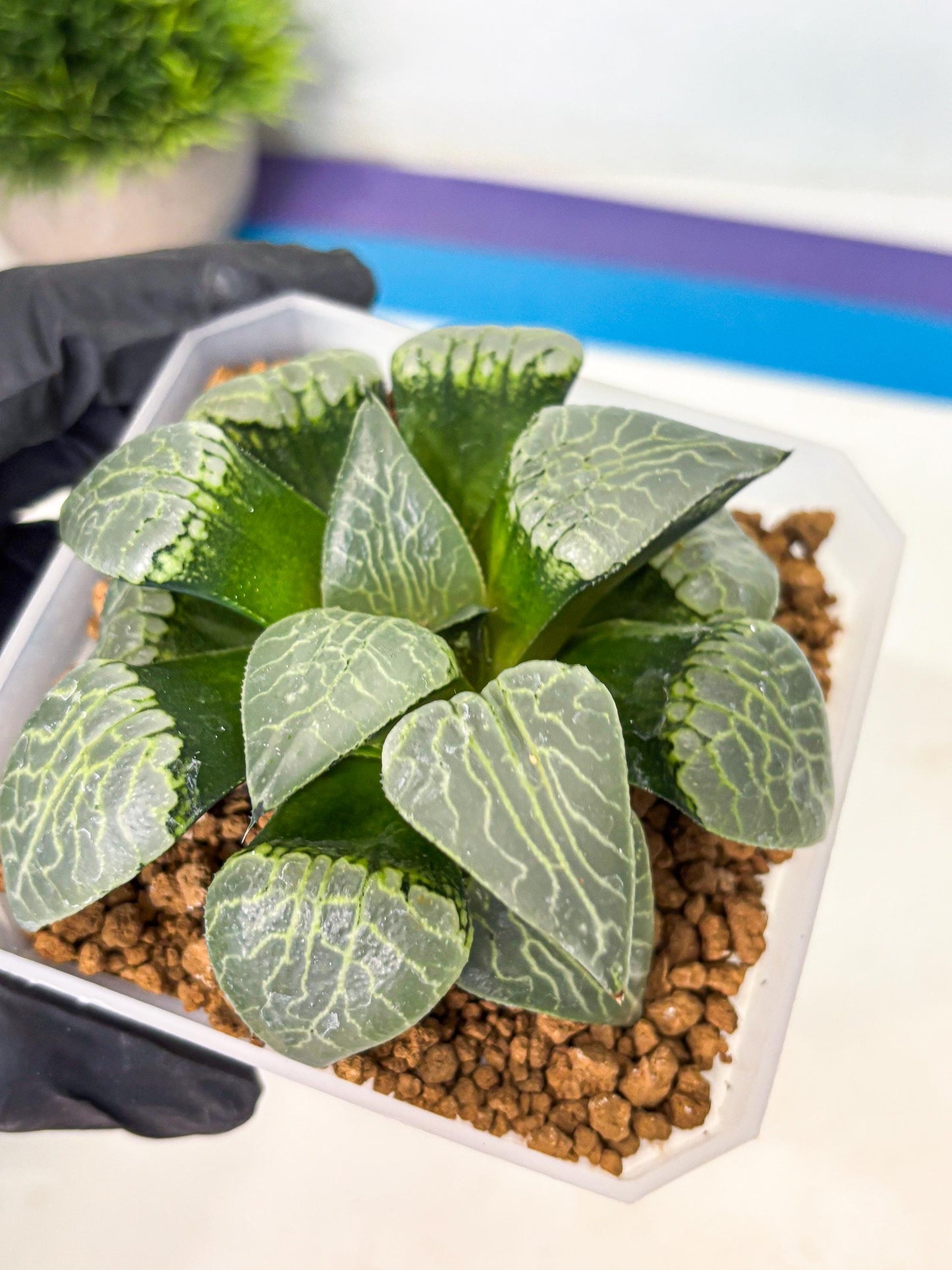 MATURE Haworthia Sjuijig (wa) (1) | Taiwan Import