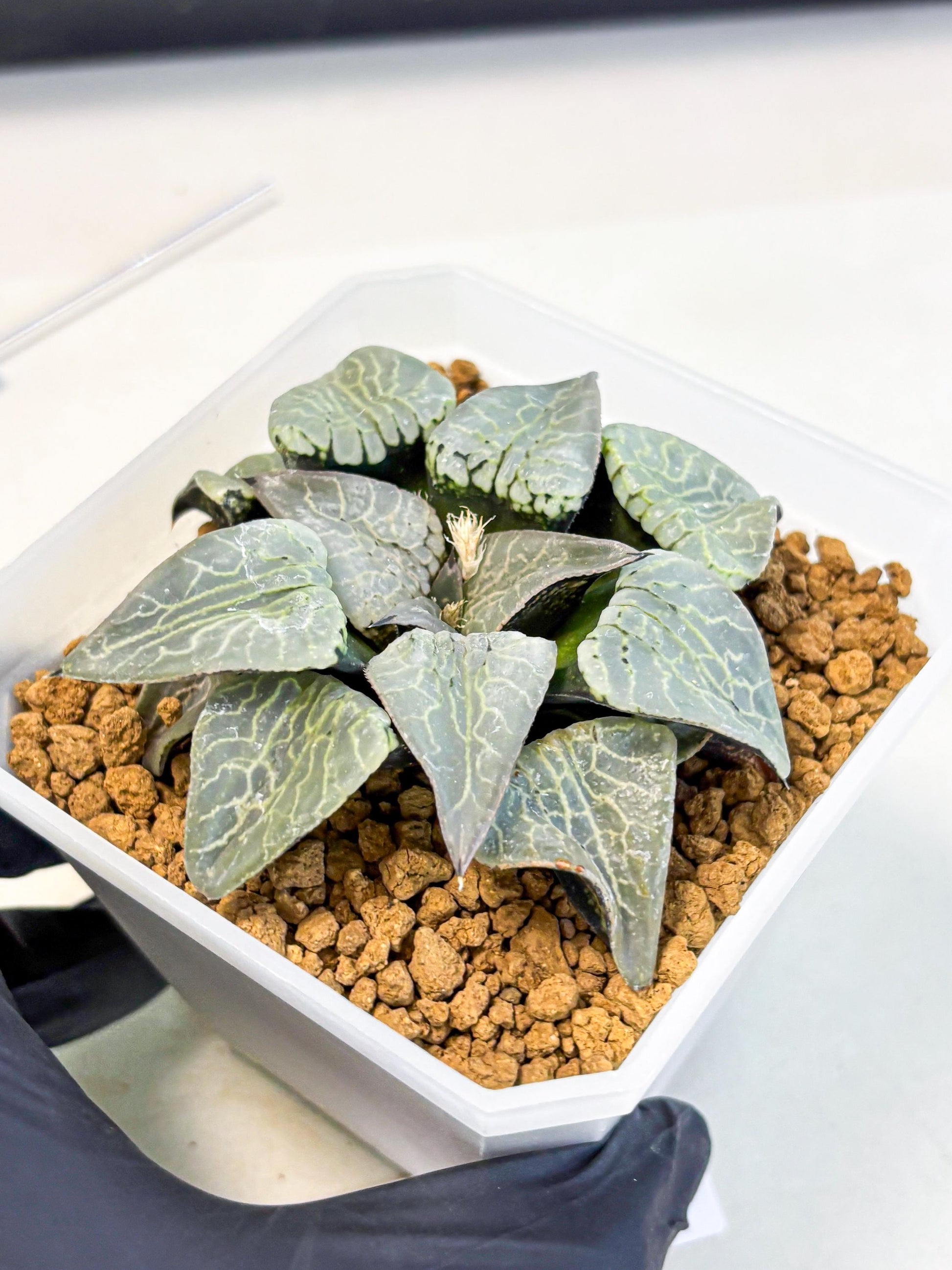 MATURE Haworthia Sjuijig (wa) (2) | Taiwan Import