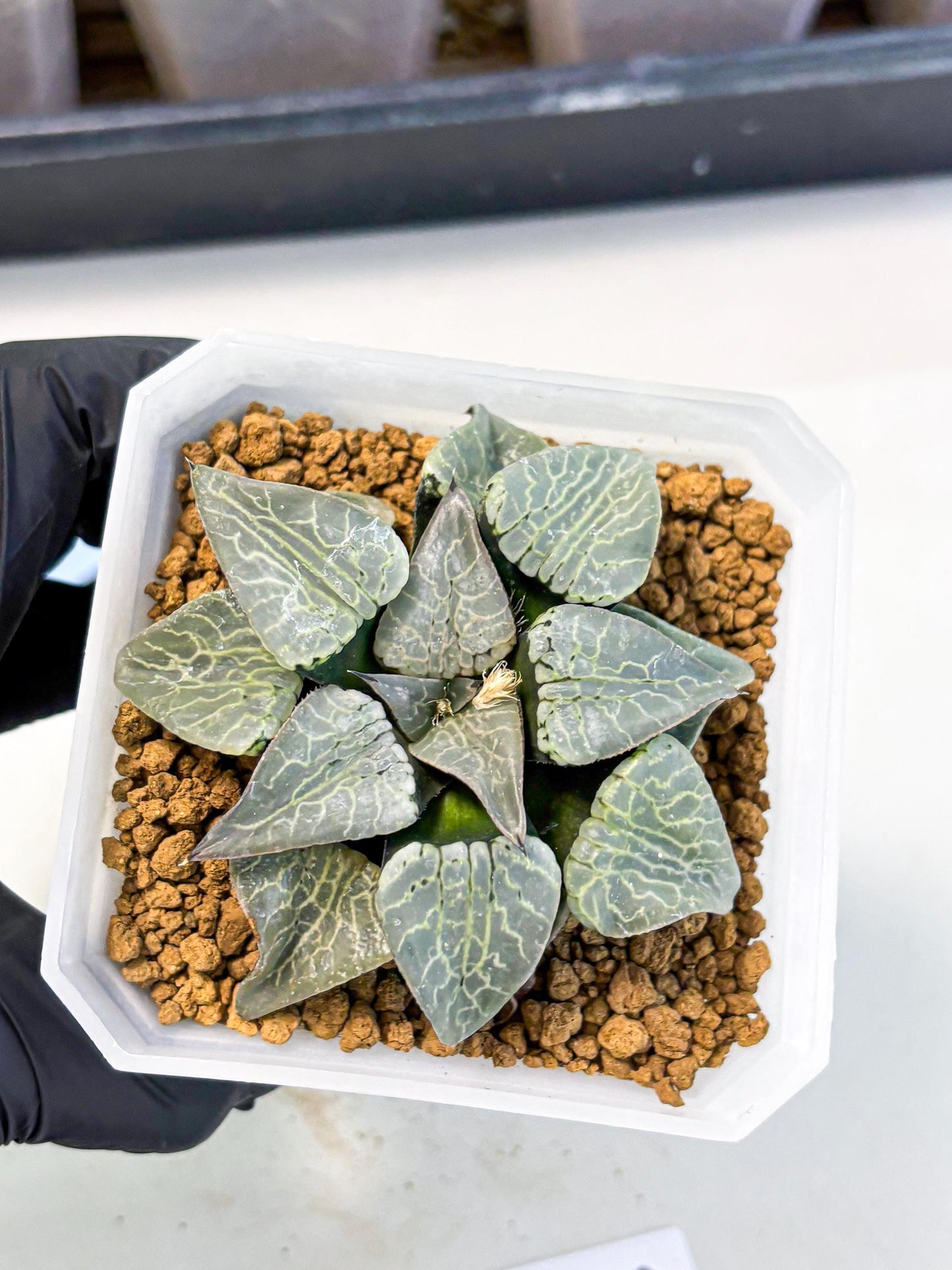 MATURE Haworthia Sjuijig (wa) (2) | Taiwan Import