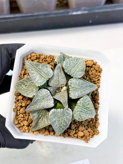 MATURE Haworthia Sjuijig (wa) (2) | Taiwan Import