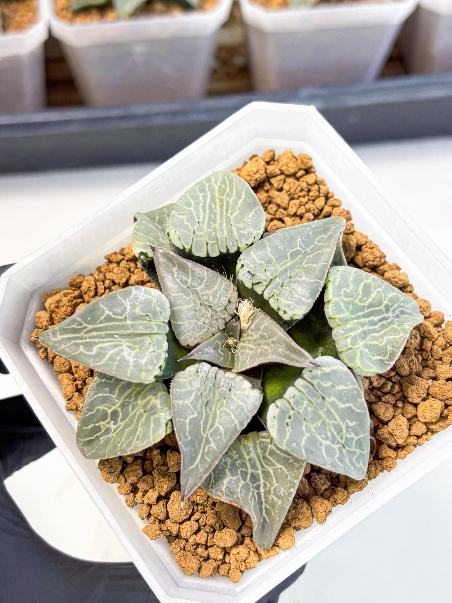 MATURE Haworthia Sjuijig (wa) (2) | Taiwan Import