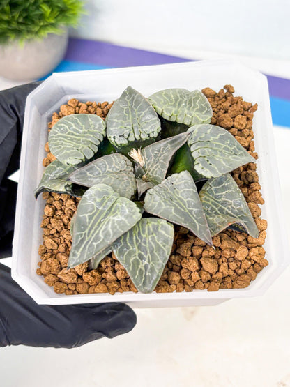 MATURE Haworthia Sjuijig (wa) (2) | Taiwan Import